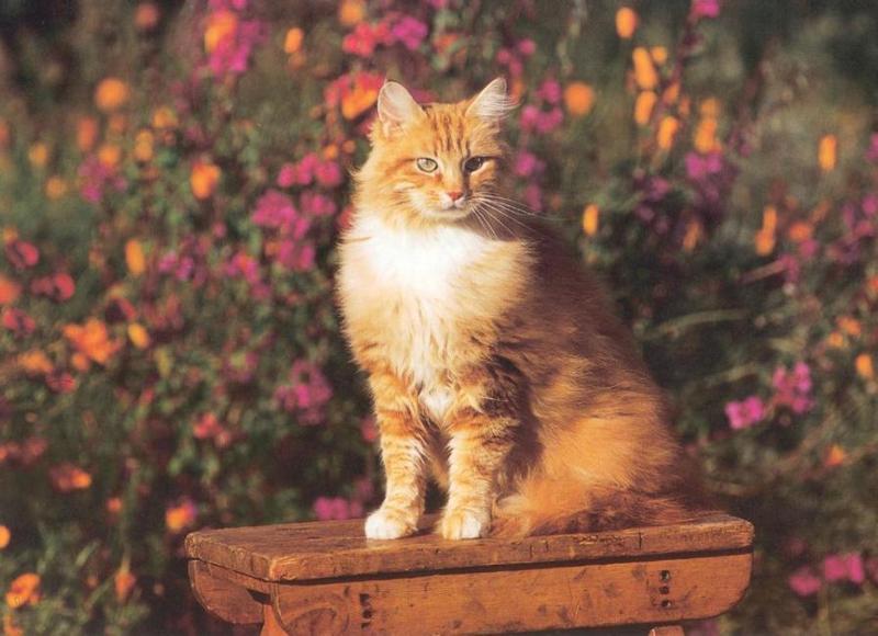 Feral Cat (Felis silvestris catus) {!--고양이-->; DISPLAY FULL IMAGE.