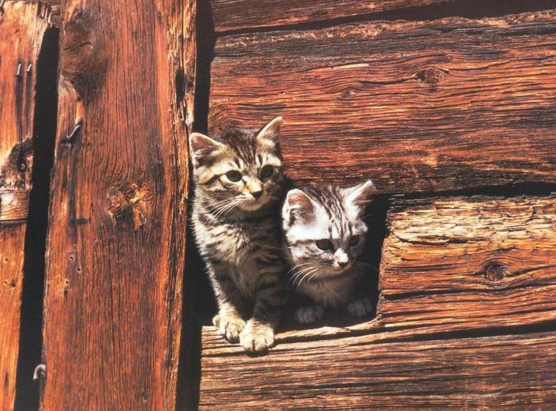 Feral Cat (Felis silvestris catus) {!--고양이-->; DISPLAY FULL IMAGE.