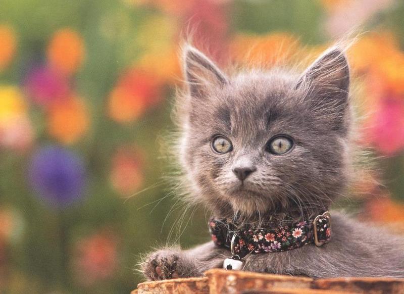 Feral Cat (Felis silvestris catus) {!--고양이-->; DISPLAY FULL IMAGE.