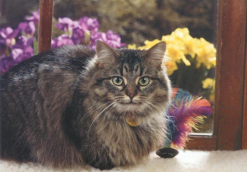 Feral Cat (Felis silvestris catus) {!--고양이-->; DISPLAY FULL IMAGE.