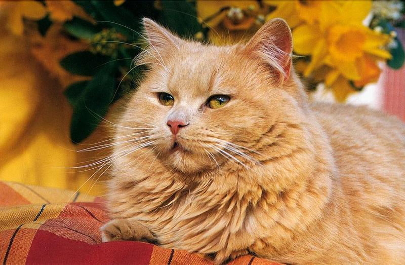Feral Cat (Felis silvestris catus) {!--고양이-->; DISPLAY FULL IMAGE.
