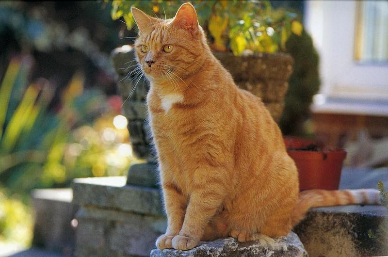 Feral Cat (Felis silvestris catus) {!--고양이-->; DISPLAY FULL IMAGE.