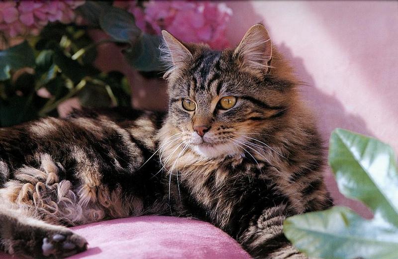 Feral Cat (Felis silvestris catus) {!--고양이-->; DISPLAY FULL IMAGE.