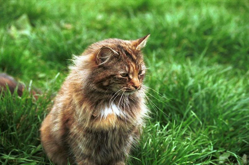 Feral Cat (Felis silvestris catus) {!--고양이-->; DISPLAY FULL IMAGE.