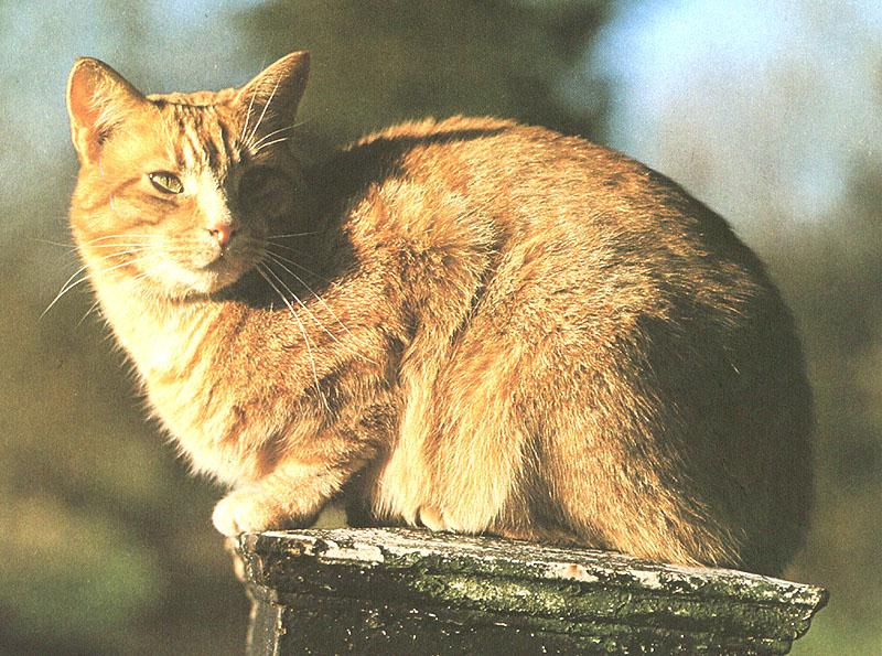 Feral Cat (Felis silvestris catus) {!--고양이-->; DISPLAY FULL IMAGE.