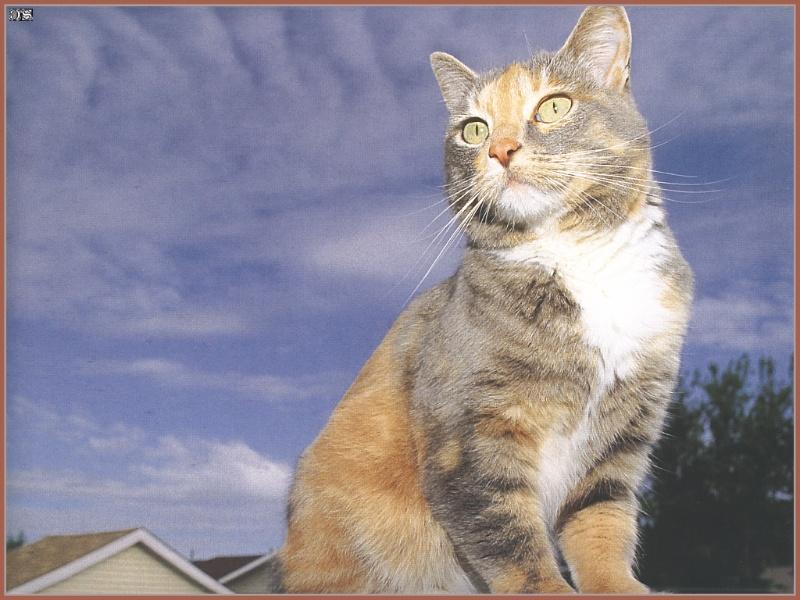 Feral Cat (Felis silvestris catus) {!--고양이-->; DISPLAY FULL IMAGE.