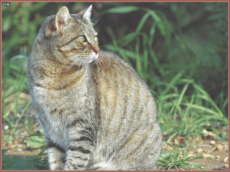 Feral Cat (Felis silvestris catus) {!--고양이-->; DISPLAY FULL IMAGE.