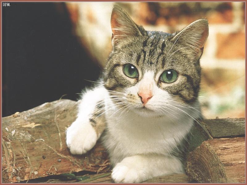 Feral Cat (Felis silvestris catus) {!--고양이-->; DISPLAY FULL IMAGE.
