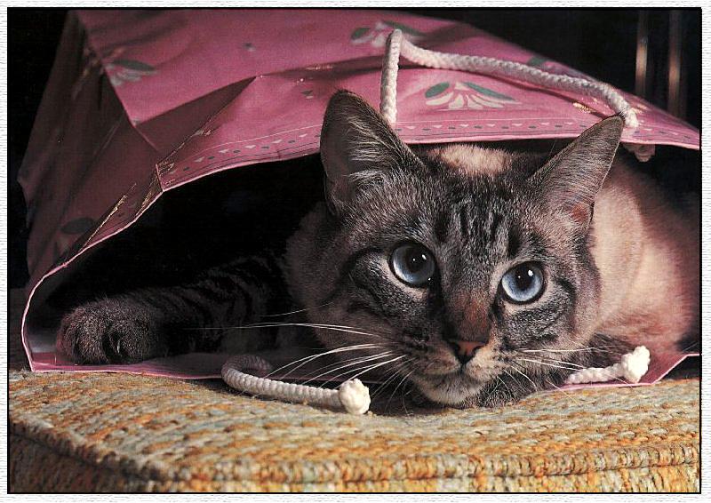 Feral Cat (Felis silvestris catus) {!--고양이-->; DISPLAY FULL IMAGE.