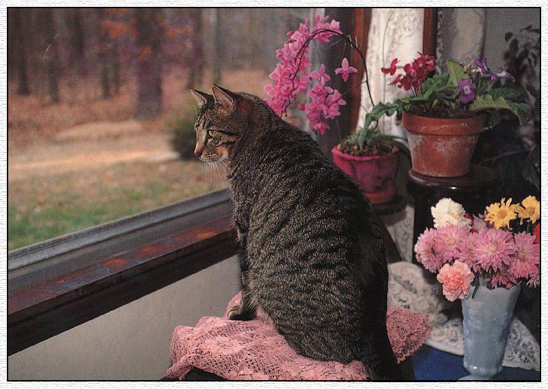 Feral Cat (Felis silvestris catus) {!--고양이-->; DISPLAY FULL IMAGE.