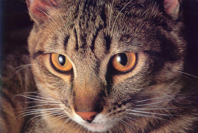 Feral Cat (Felis silvestris catus) {!--고양이-->; DISPLAY FULL IMAGE.
