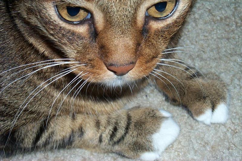 Feral Cat (Felis silvestris catus) {!--고양이-->; DISPLAY FULL IMAGE.