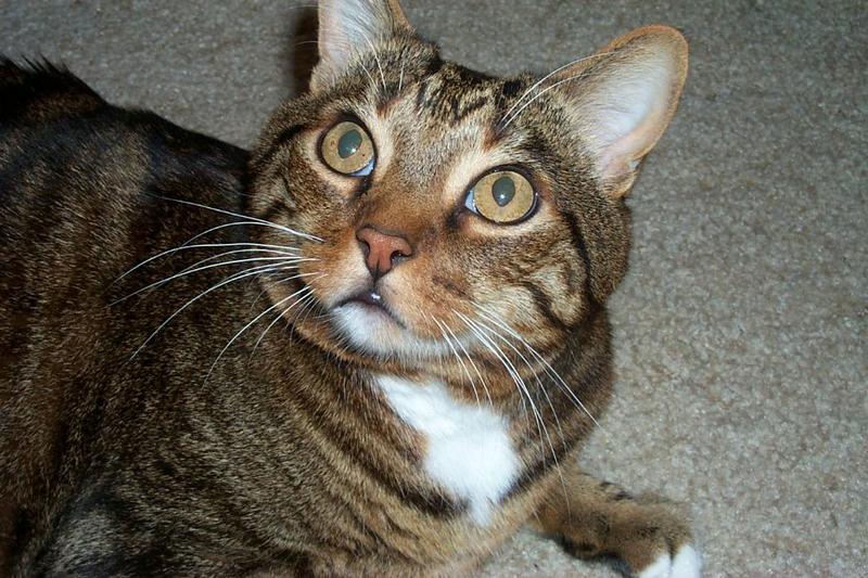 Feral Cat (Felis silvestris catus) {!--고양이-->; DISPLAY FULL IMAGE.