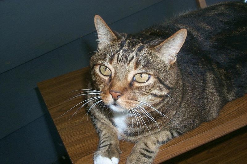 Feral Cat (Felis silvestris catus) {!--고양이-->; DISPLAY FULL IMAGE.