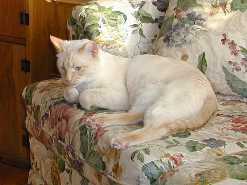 Feral Cat (Felis silvestris catus) {!--고양이-->; DISPLAY FULL IMAGE.