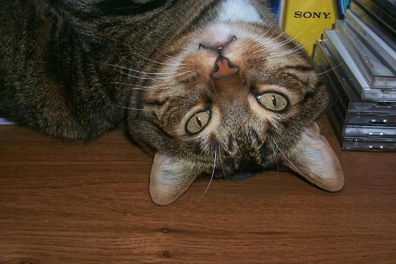 Feral Cat (Felis silvestris catus) {!--고양이-->; DISPLAY FULL IMAGE.