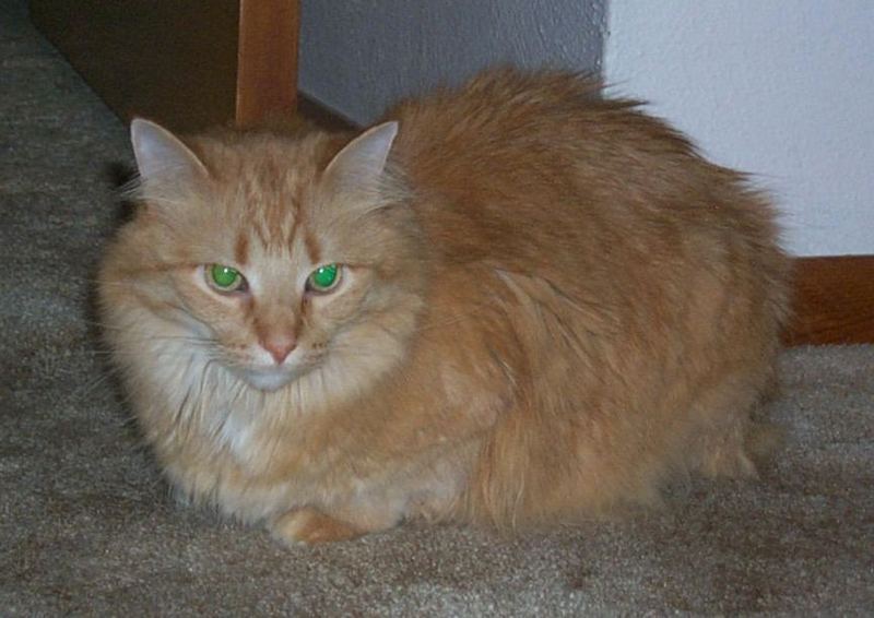 Feral Cat (Felis silvestris catus) {!--고양이-->; DISPLAY FULL IMAGE.
