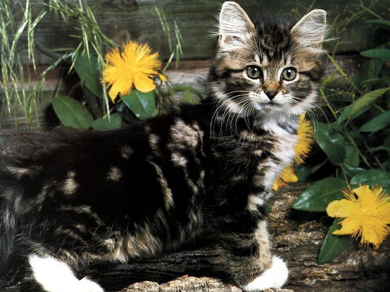 Feral Cat (Felis silvestris catus) {!--고양이-->; DISPLAY FULL IMAGE.