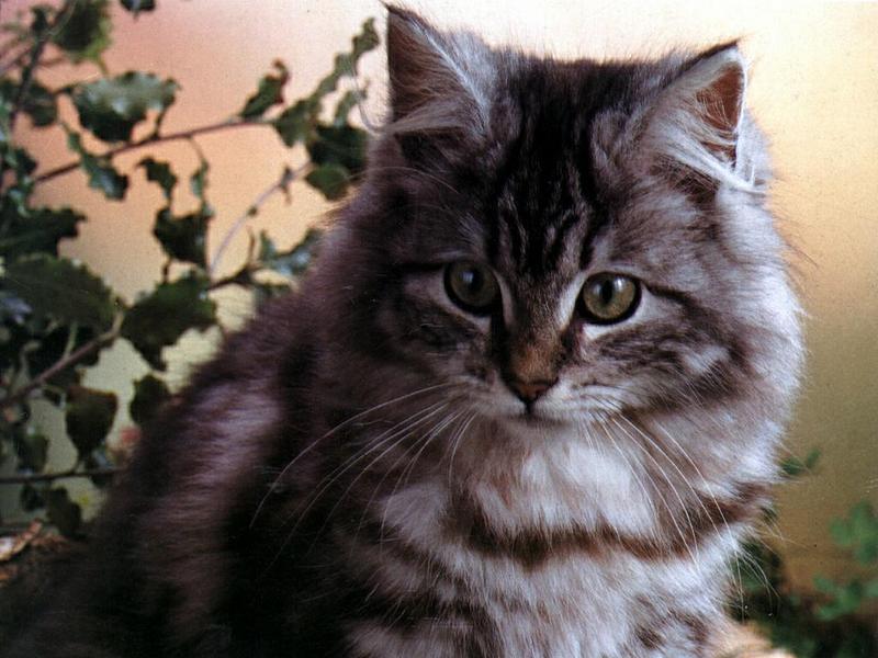 Feral Cat (Felis silvestris catus) {!--고양이-->; DISPLAY FULL IMAGE.
