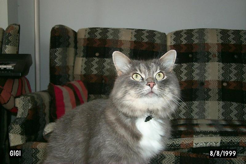 Feral Cat (Felis silvestris catus) {!--고양이-->; DISPLAY FULL IMAGE.