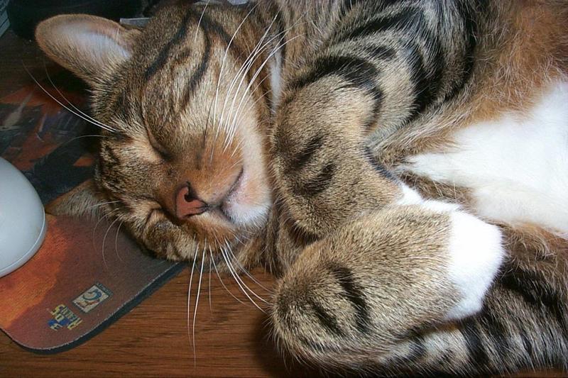 Feral Cat (Felis silvestris catus) {!--고양이-->; DISPLAY FULL IMAGE.