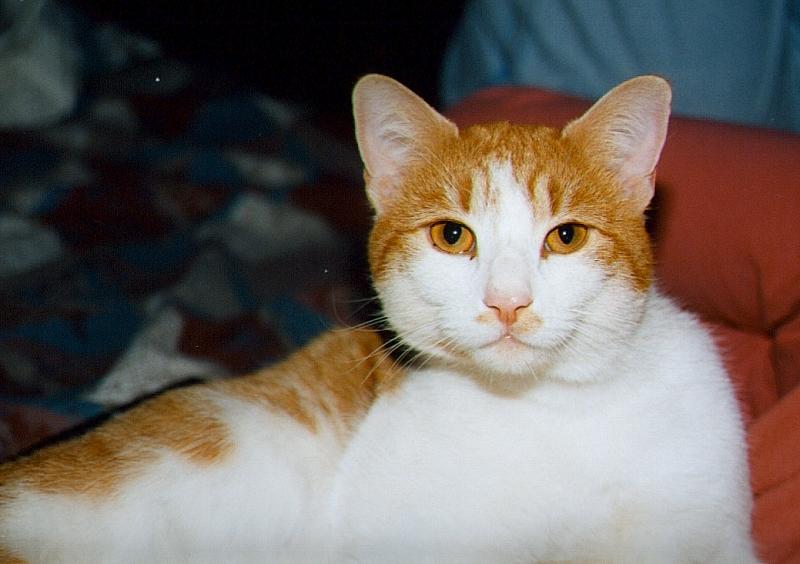 Feral Cat (Felis silvestris catus) {!--고양이-->; DISPLAY FULL IMAGE.