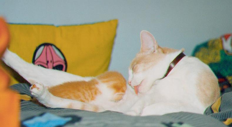 Feral Cat (Felis silvestris catus) {!--고양이-->; DISPLAY FULL IMAGE.