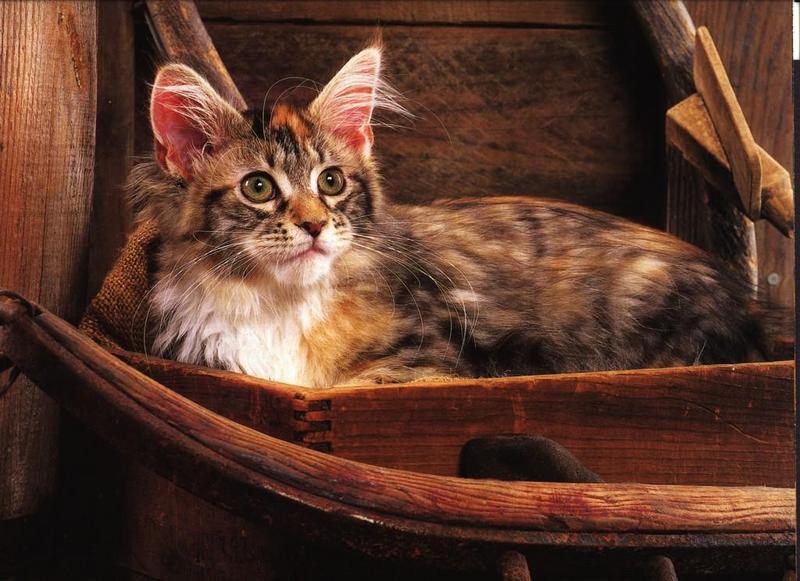 Feral Cat (Felis silvestris catus) {!--고양이-->; DISPLAY FULL IMAGE.