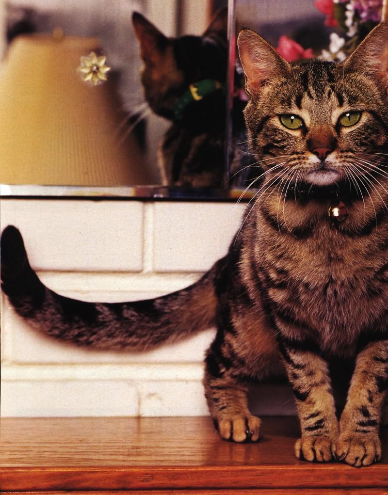 Feral Cat (Felis silvestris catus) {!--고양이-->; DISPLAY FULL IMAGE.