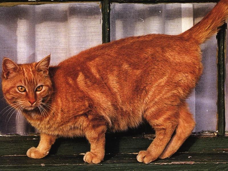 Feral Cat (Felis silvestris catus) {!--고양이-->; DISPLAY FULL IMAGE.