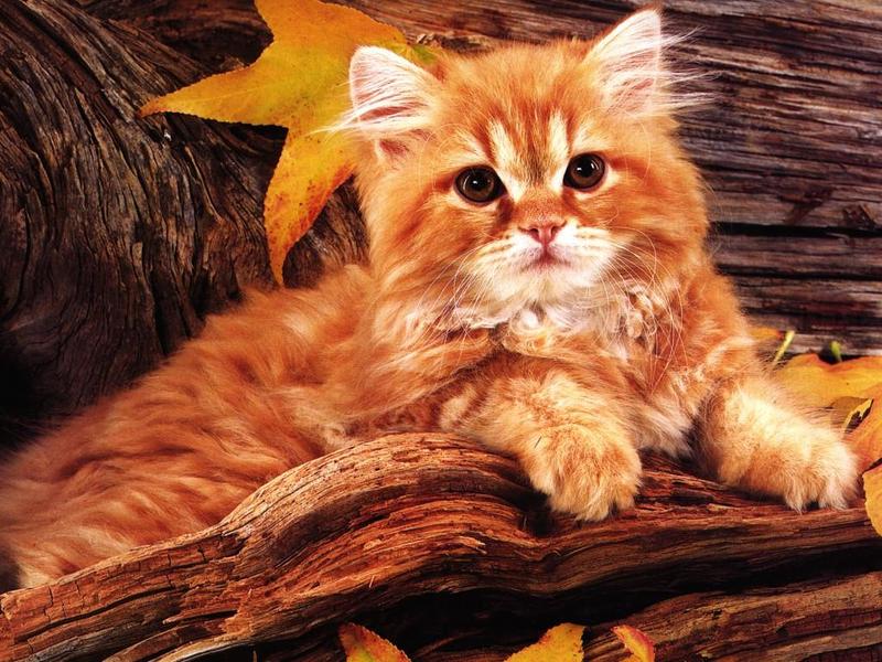 Feral Cat (Felis silvestris catus) {!--고양이-->; DISPLAY FULL IMAGE.