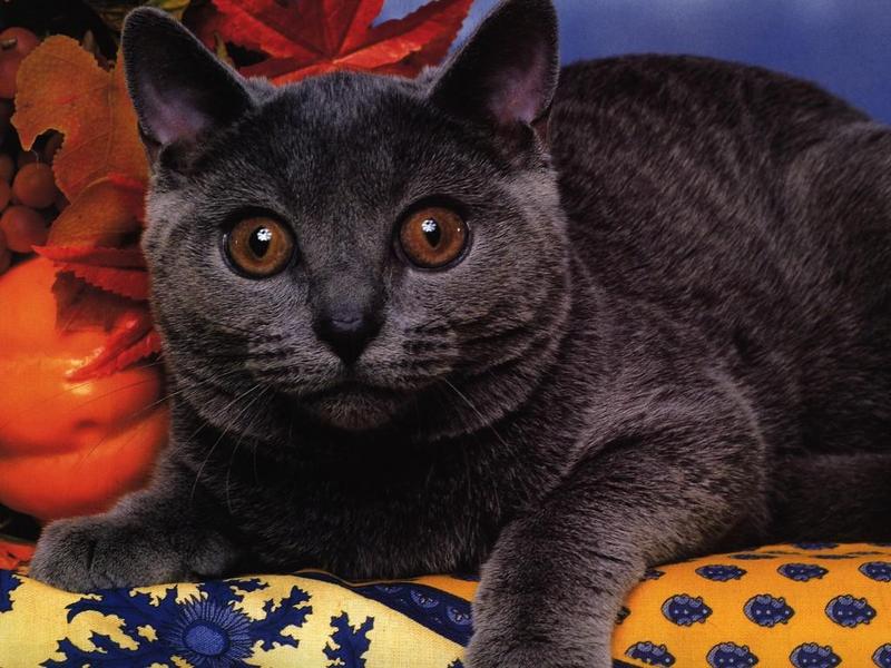 Feral Cat (Felis silvestris catus) {!--고양이-->; DISPLAY FULL IMAGE.