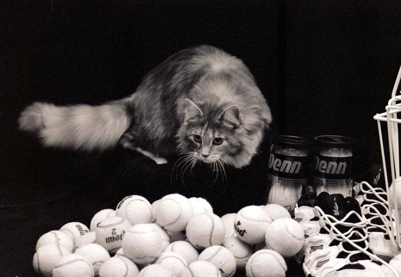 Feral Cat (Felis silvestris catus) {!--고양이-->; DISPLAY FULL IMAGE.