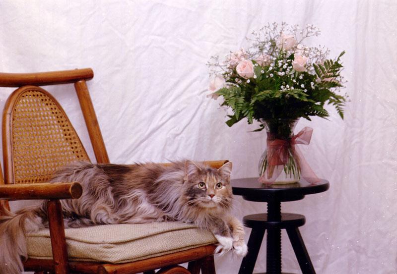Feral Cat (Felis silvestris catus) {!--고양이-->; DISPLAY FULL IMAGE.