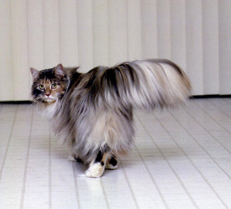 Feral Cat (Felis silvestris catus) {!--고양이-->; DISPLAY FULL IMAGE.