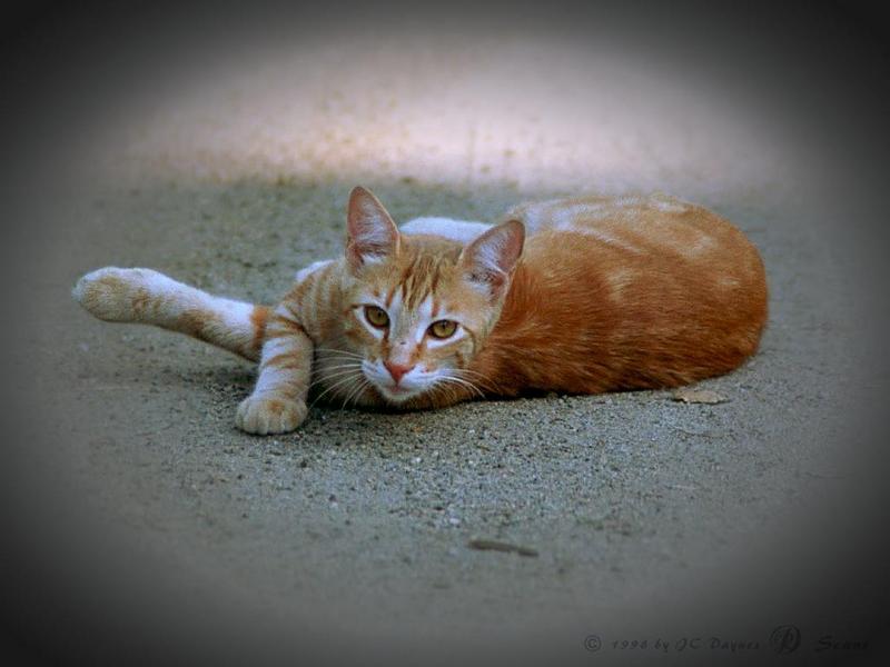 Feral Cat (Felis silvestris catus) {!--고양이-->; DISPLAY FULL IMAGE.