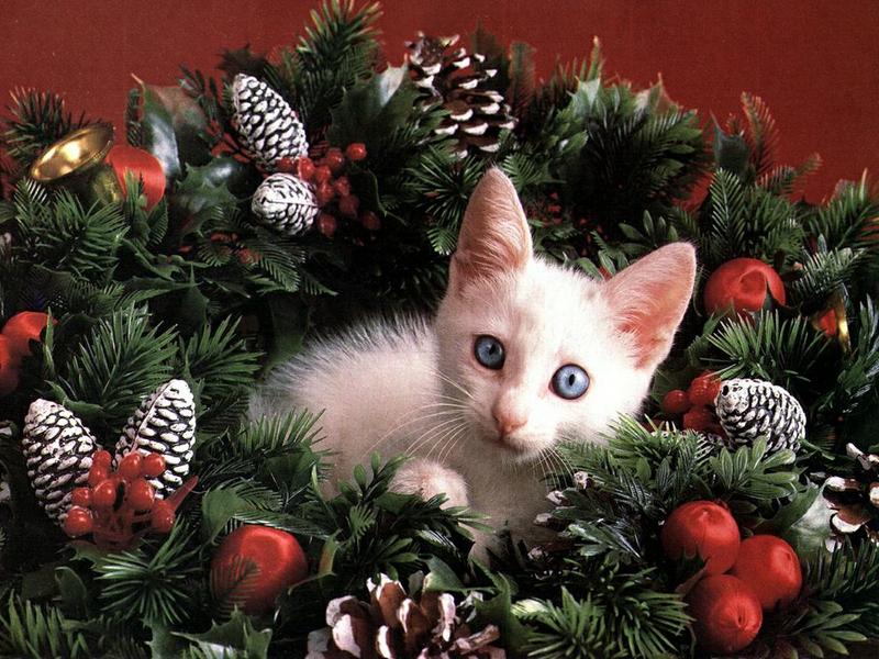 White Feral Cat kitten (Felis silvestris catus) {!--흰고양이,백묘(白猫)-->; DISPLAY FULL IMAGE.