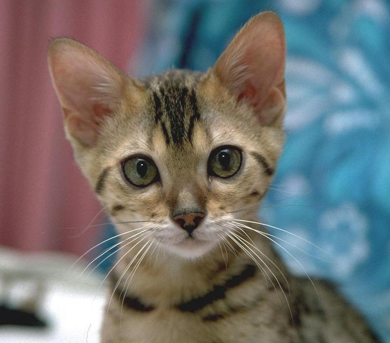 Feral Cat - Bengal kitten (Felis silvestris catus) {!--고양이,벵골 품종-->; DISPLAY FULL IMAGE.