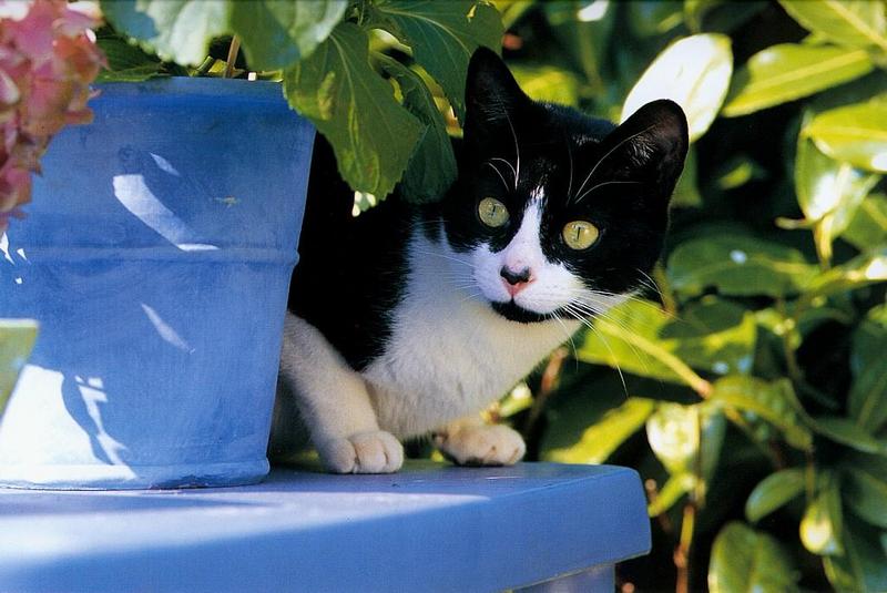 Black&White Feral Cat kitten (Felis silvestris catus) {!--고양이-->; DISPLAY FULL IMAGE.