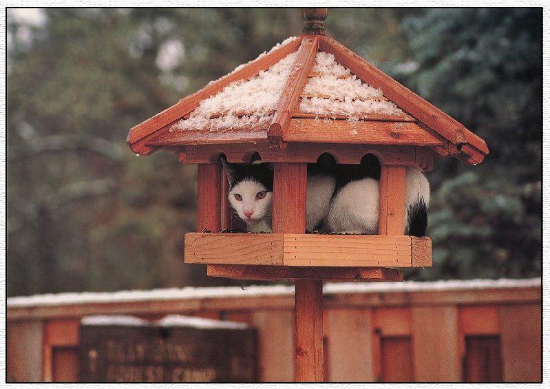 Black&White Feral Cat kitten (Felis silvestris catus) {!--고양이-->; DISPLAY FULL IMAGE.