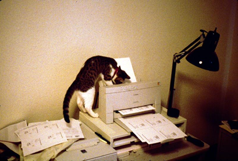Black&White Feral Cat kitten (Felis silvestris catus) {!--고양이-->; DISPLAY FULL IMAGE.