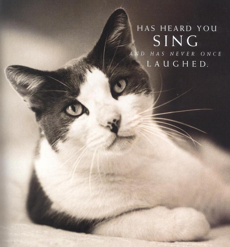 Black&White Feral Cat (Felis silvestris catus) {!--고양이-->; DISPLAY FULL IMAGE.