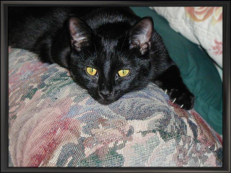 Black Feral Cat (Felis silvestris catus) {!--고양이,흑묘(黑猫)-->; DISPLAY FULL IMAGE.