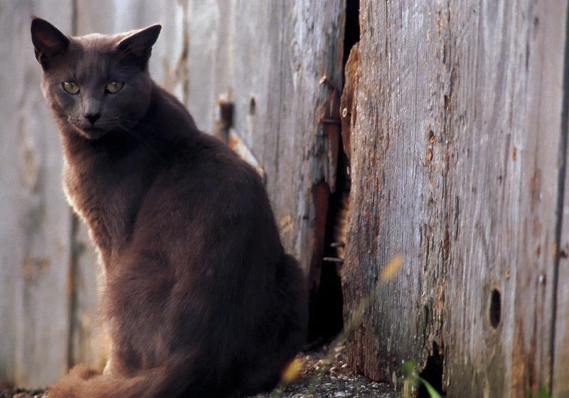 Blue Feral Cats (Felis silvestris catus) {!--고양이,청묘(靑猫)-->; DISPLAY FULL IMAGE.