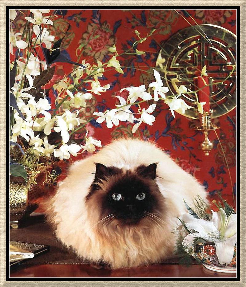 Feral Cat - Burmese (Felis silvestris catus) {!--고양이,버미즈 품종-->; DISPLAY FULL IMAGE.