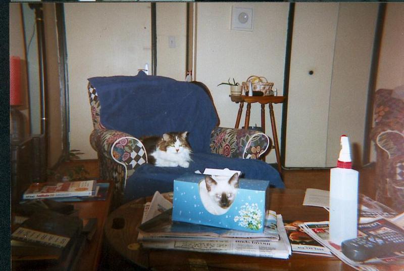 Feral Cat - Calico (Felis silvestris catus) {!--고양이,칼리코 품종-->; DISPLAY FULL IMAGE.