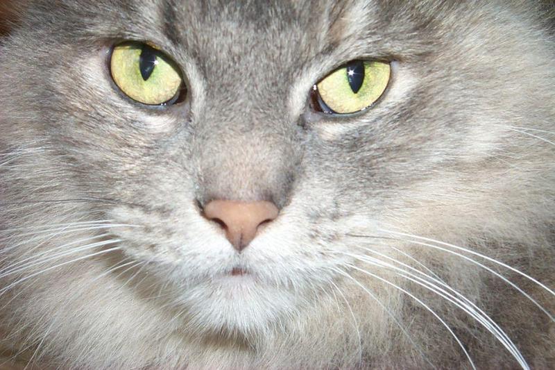 Grey Feral Cat (Felis silvestris catus) {!--고양이-->; DISPLAY FULL IMAGE.