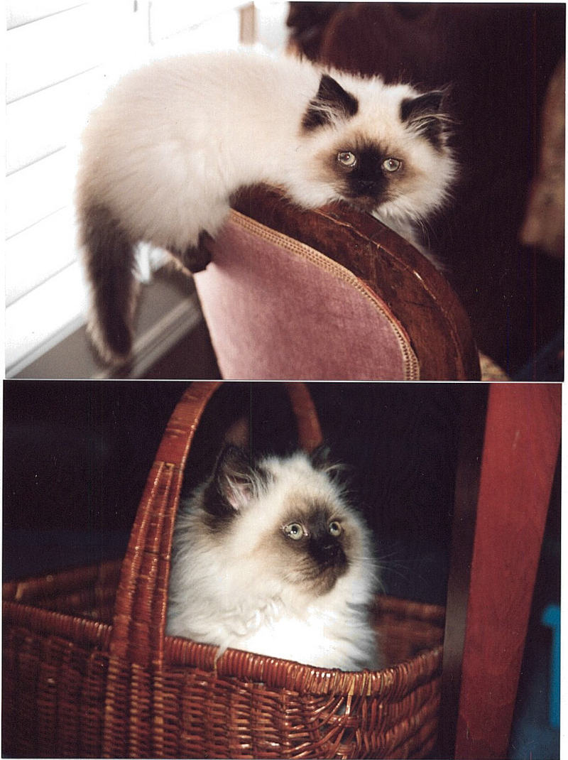 Feral Cat - Himalayan (Felis silvestris catus) {!--고양이,히말라얀 품종-->; DISPLAY FULL IMAGE.