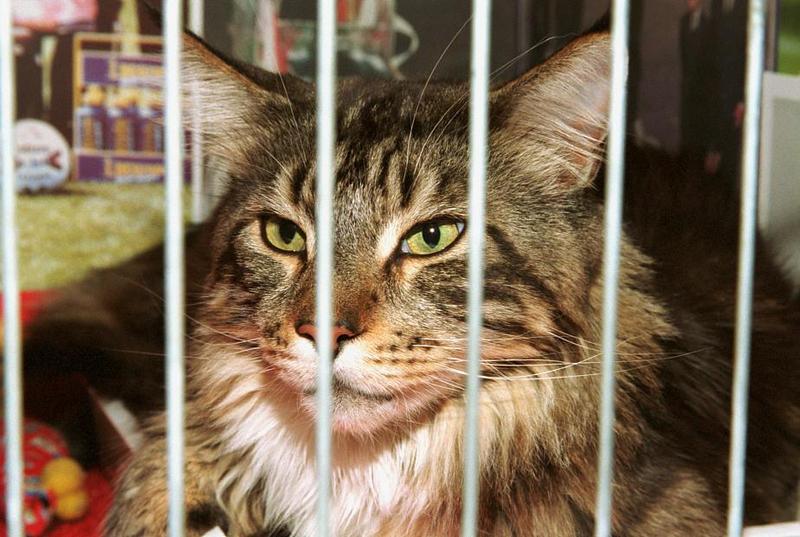 Feral Cat - Maine Coon (Felis silvestris catus) {!--고양이,메인쿤 품종-->; DISPLAY FULL IMAGE.
