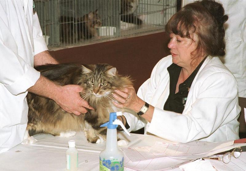 Feral Cat - Maine Coon (Felis silvestris catus) {!--고양이,메인쿤 품종-->; DISPLAY FULL IMAGE.